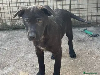 Meticcio cani TENERO SIMIL LABRADORINO NERO a Provincia di Ferrara - Annuncio 5