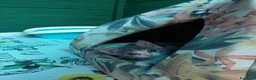 Europeo gatti in regalo: Venere ed Iside cercano adozione di coppia💖 - Annuncio 3