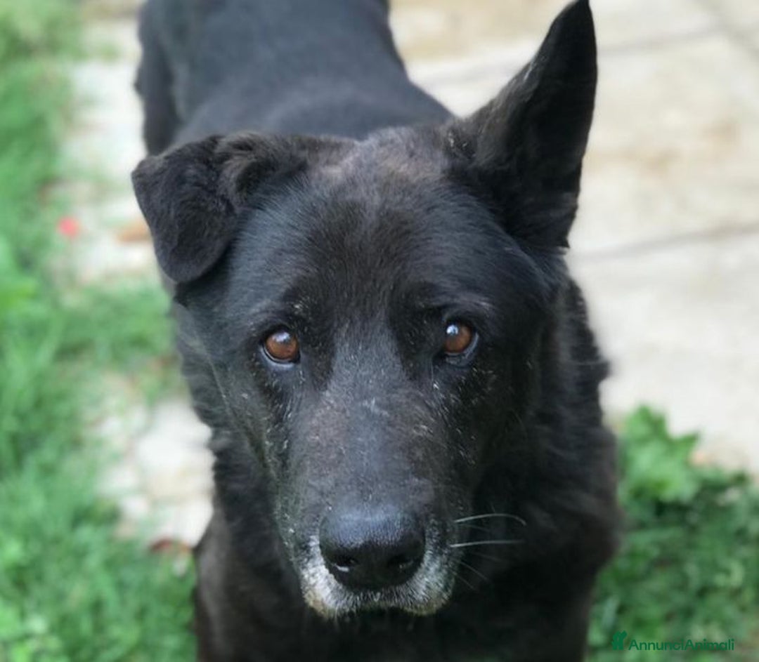 Meticcio cani in regalo: Nonno Martin, adozione del cuoricino - Annuncio 5