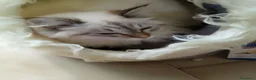 Siberiano gatti in vendita: Cuccioli di Siberiano Neva Masquerade  a Provincia di Macerata - Annuncio 18