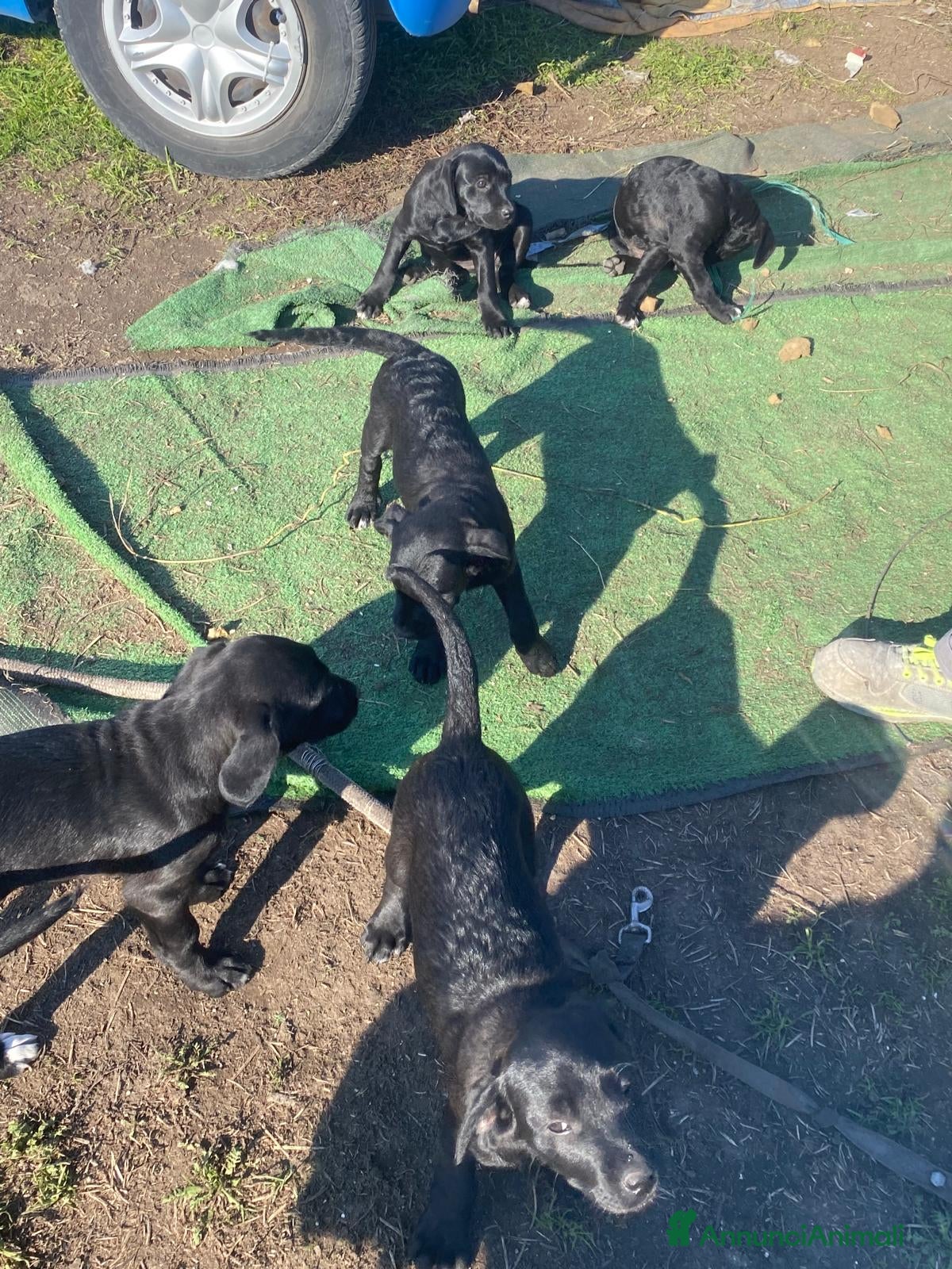 Cane Corso cani Cuccioli  - Annuncio 1