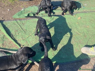 Cane Corso cani Cuccioli - Annuncio 1
