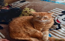 Altre razze gatti in regalo: Adozione del cuore due mici di tre anni - Annuncio 8