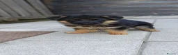 Pastore Tedesco cani in vendita: cuccioli pastore tedesco - Annuncio 4