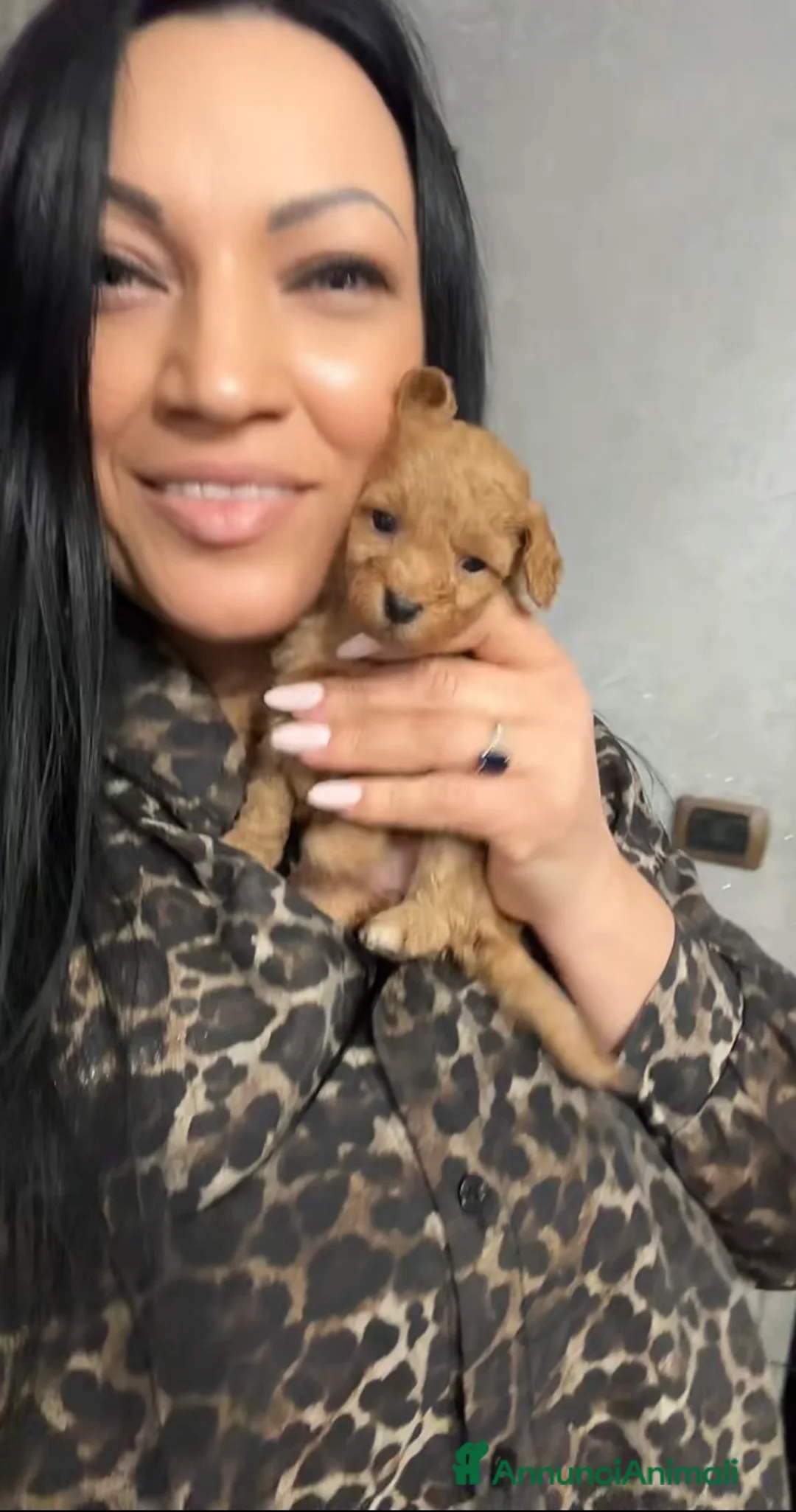 Barboncino cani in vendita: Barboncino nano❤️🐻 - Annuncio 3