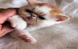 Exotic Shorthair gatti in vendita: Exotic Shorthair allevamento Exodora Sikelia  a Città metropolitana di Catania - Immagine 10