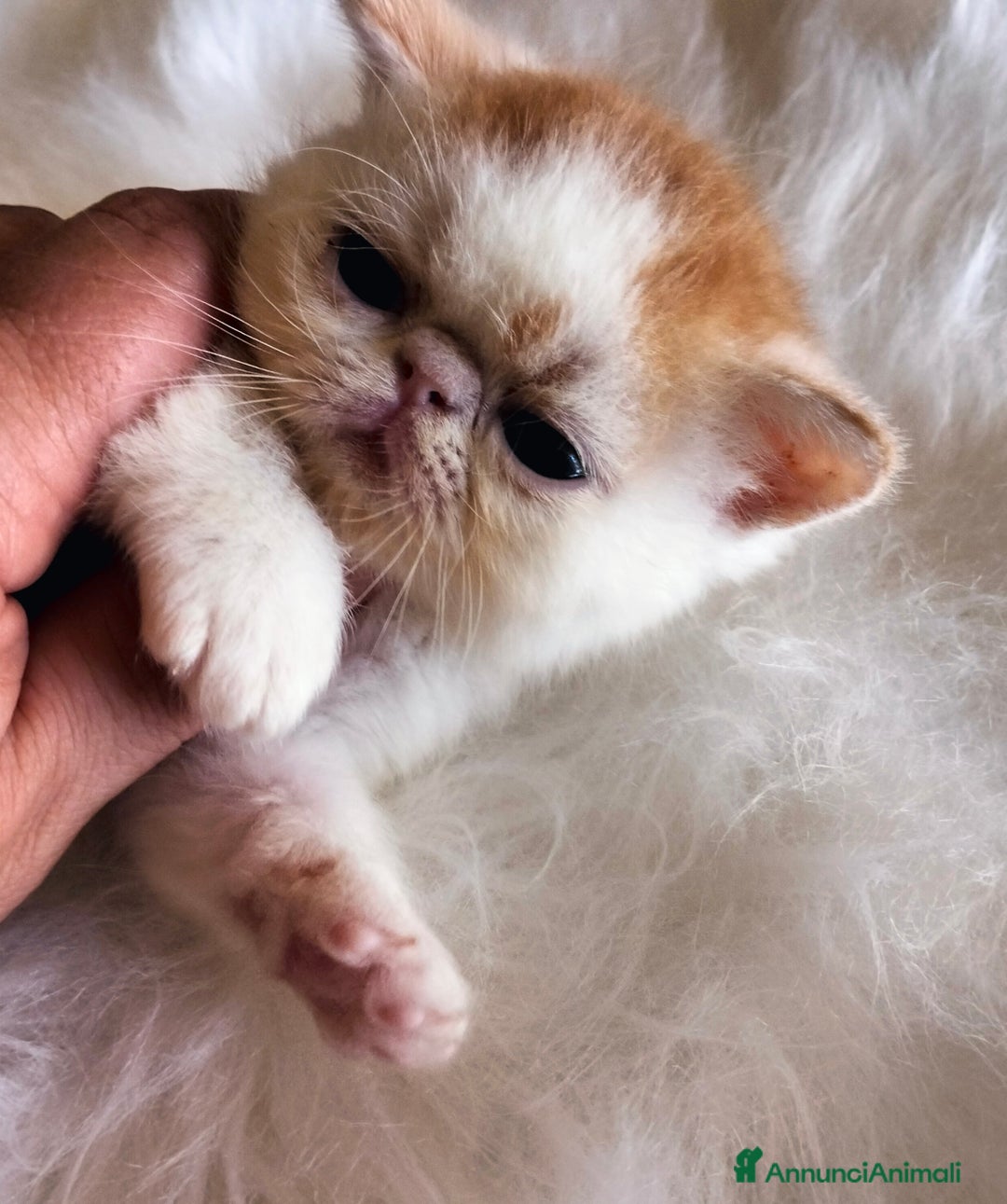Exotic Shorthair gatti in vendita: Exotic Shorthair allevamento Exodora Sikelia  a Città metropolitana di Catania - Immagine 10