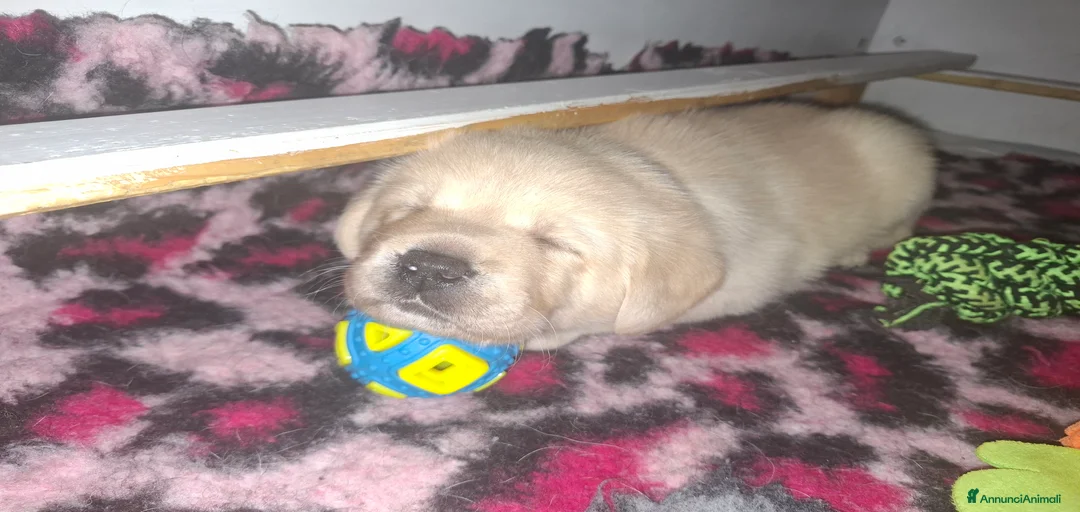 Immagine della galleria {{count}}