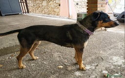 Meticcio cani in regalo: MILLY DOLCISSIMA CAGNOLINA a Provincia di Varese - Immagine 3