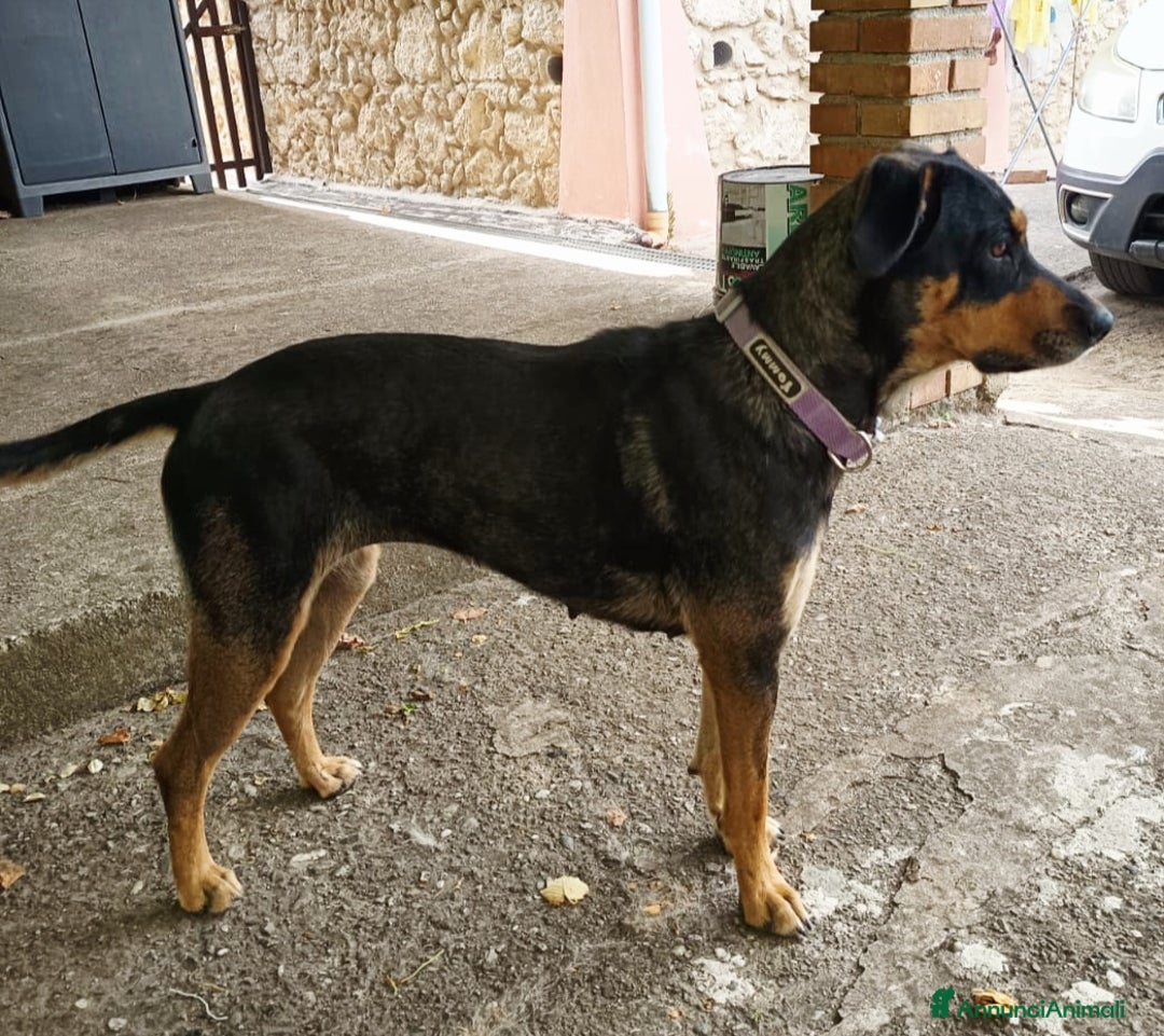 Meticcio cani in regalo: MILLY DOLCISSIMA CAGNOLINA a Provincia di Varese - Immagine 3