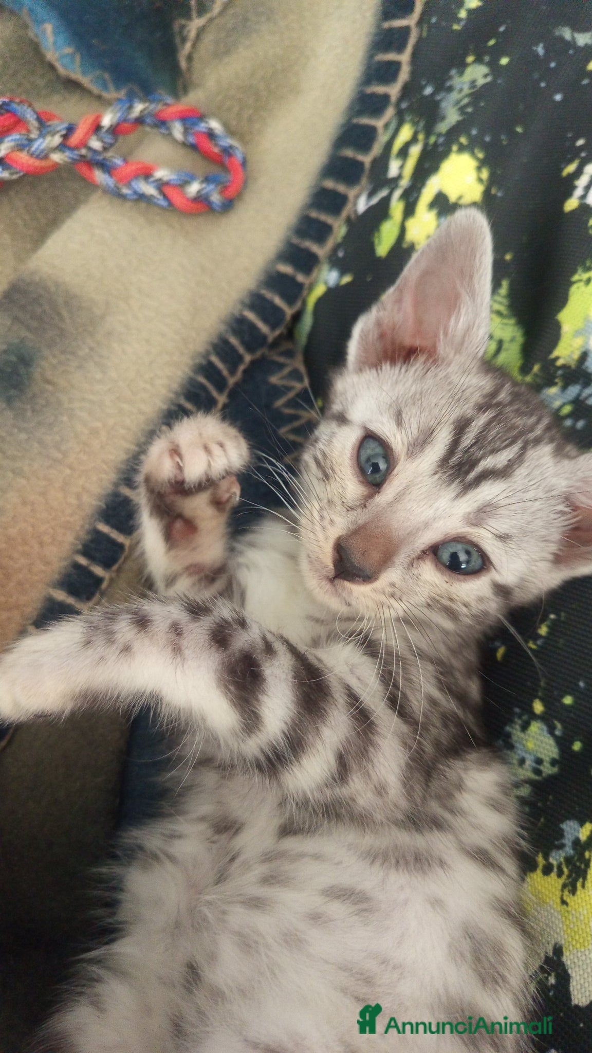 Bengala gatti Bengala silver - Annuncio 8
