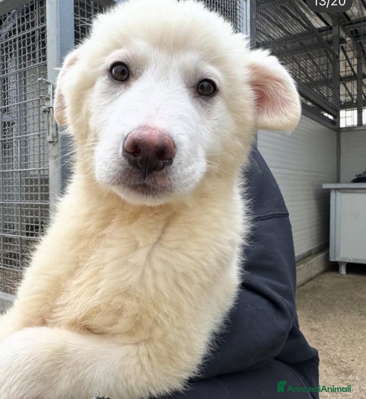 Meticcio cani Patatina: 4 mesi taglia grande  - Annuncio 1