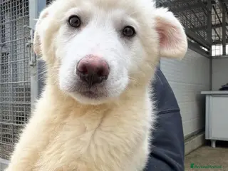 Meticcio cani Patatina: 4 mesi taglia grande - Annuncio 29