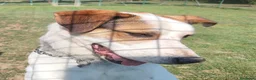 Meticcio cani in regalo: Ciccio cerca casa 🏡  - Annuncio 2