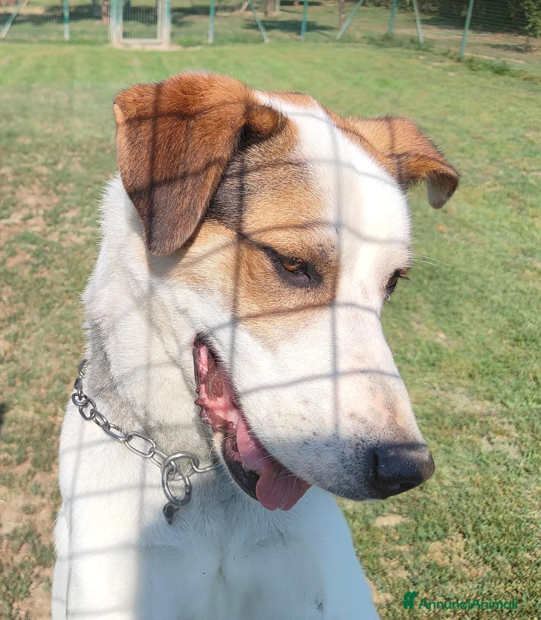 Meticcio cani in regalo: Ciccio cerca casa 🏡  - Annuncio 2