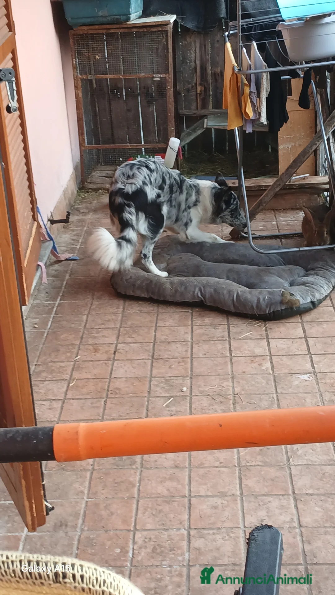 Australian Shepherd cani per accoppiamento: pastore australian della lessinia - Annuncio 1