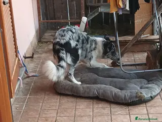 Australian Shepherd cani pastore australian della lessinia - Annuncio 34