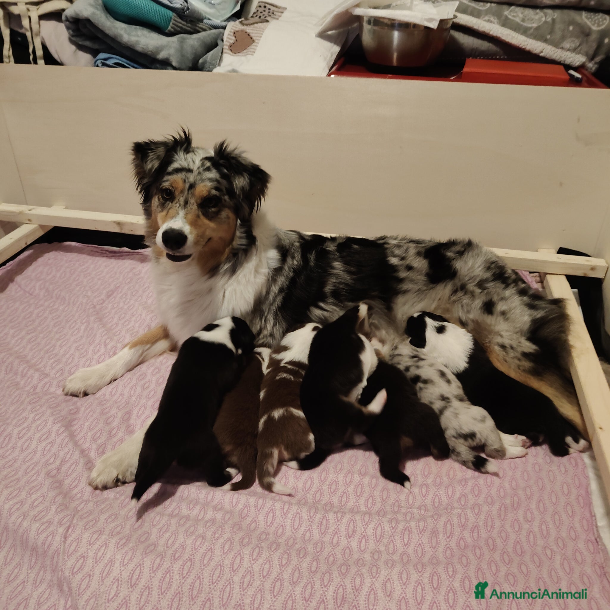 Australian Shepherd cani Bellissimi cuccioli Pastore Australiano - Annuncio 27