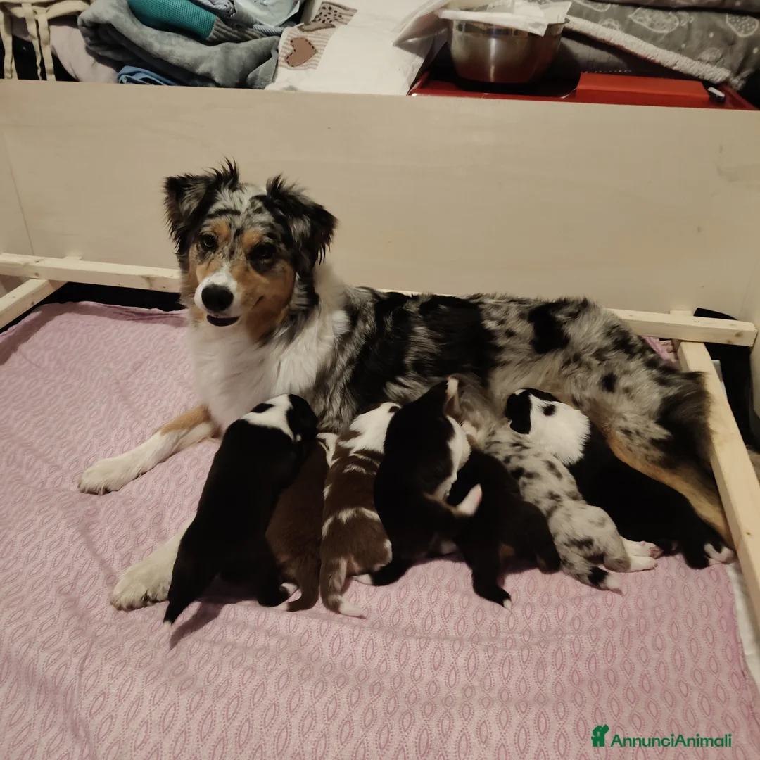 Australian Shepherd cani in vendita: Bellissimi cuccioli Pastore Australiano - Annuncio 1