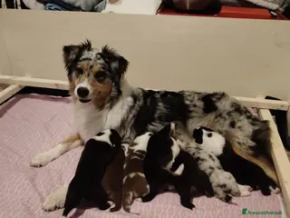 Australian Shepherd cani Bellissimi cuccioli Pastore Australiano - Annuncio 1