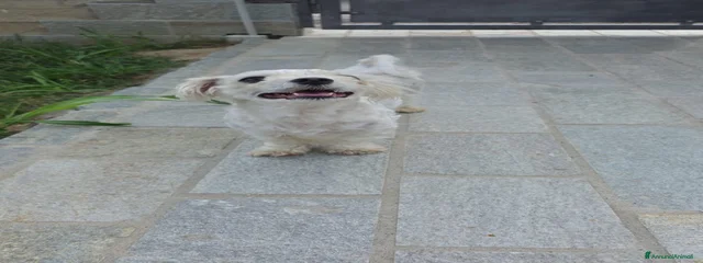 Leonardo 