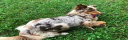Australian Shepherd cani in vendita: cucciolini - Annuncio 1