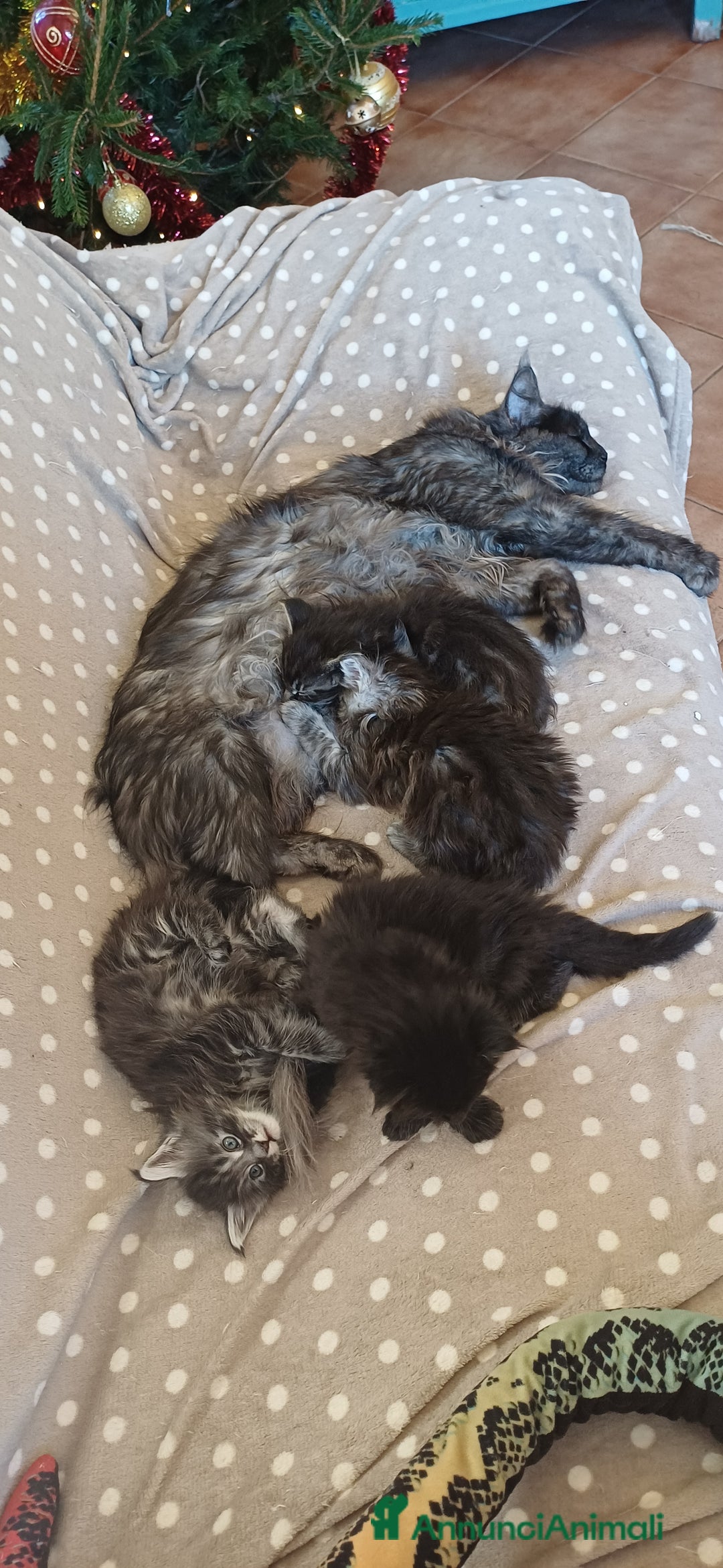 Maine Coon gatti in vendita: Cuccioli di Maine Coon linea estera - Annuncio 10
