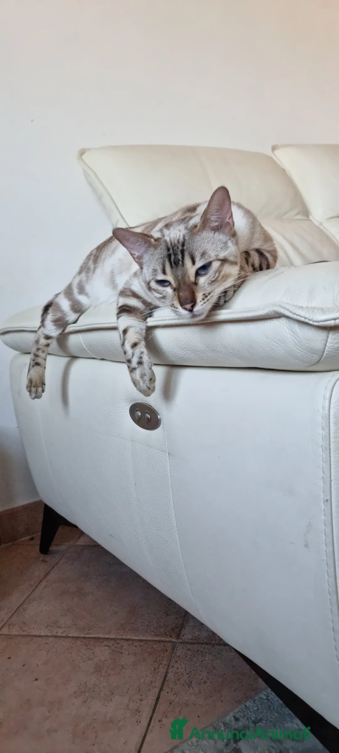 Bengala gatti in vendita: Cucciolo Bengala Snow marble Pedigree  - Annuncio 17