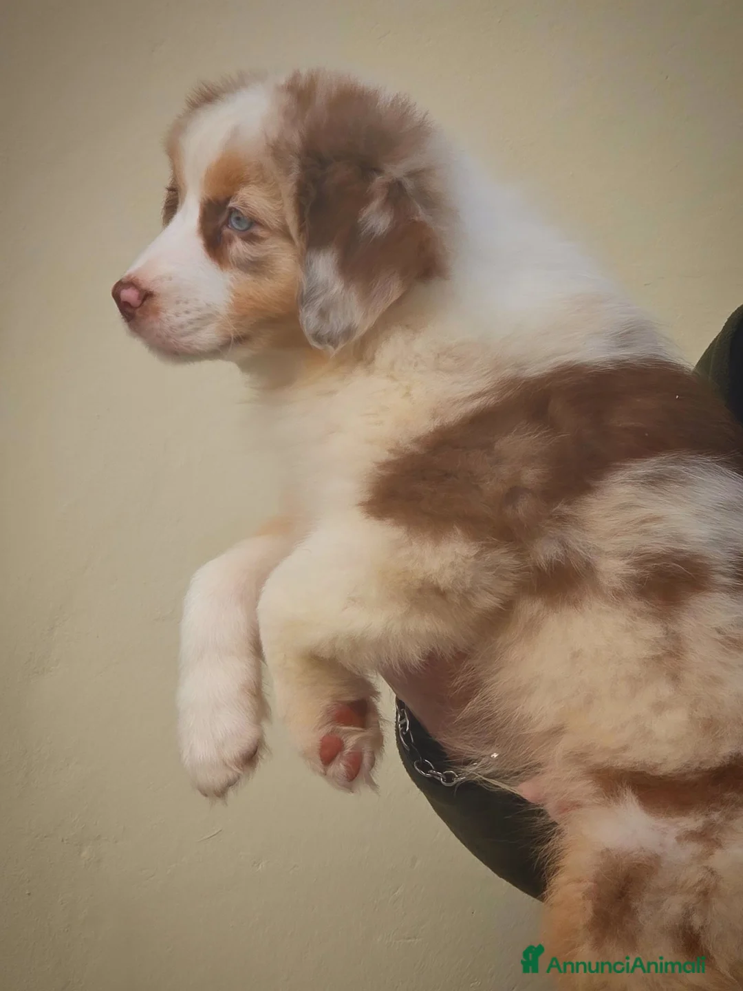 Australian Shepherd cani in vendita: cucciolo pastore australiano con pedigree enci/fci - Annuncio 2