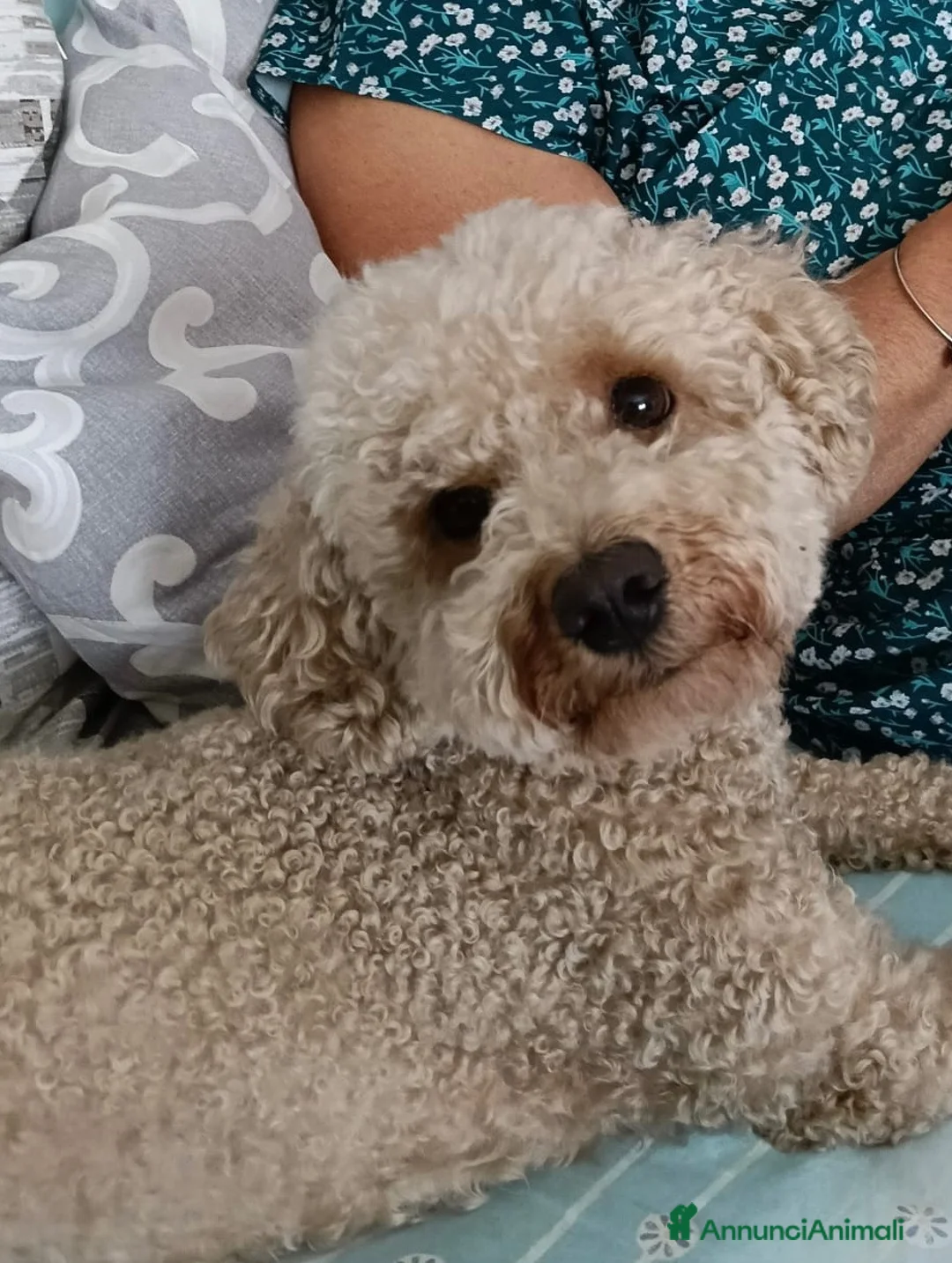 Barboncino cani per accoppiamento: Barboncino per accoppiamento  - Annuncio 2