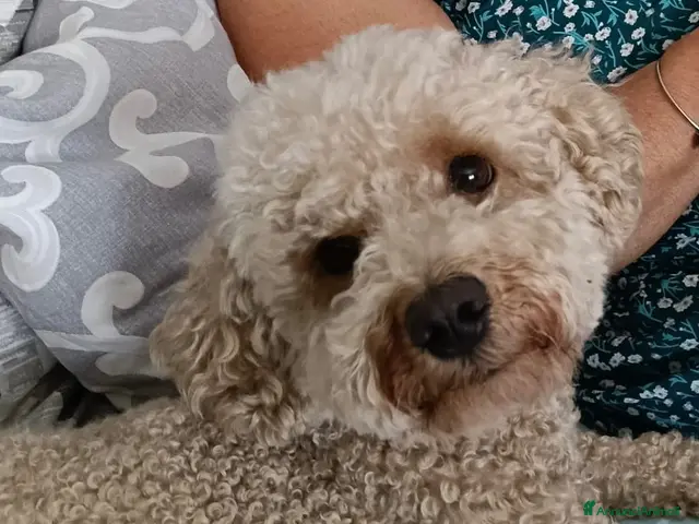 Barboncino cani per accoppiamento: Barboncino per accoppiamento - Annuncio 2