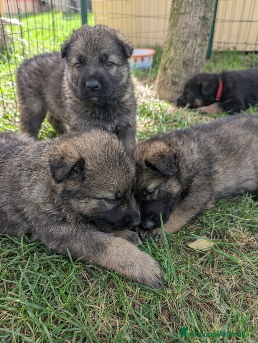 Pastore Tedesco cani Cuccioli disponibili di Pastore Tedesco - Annuncio 1