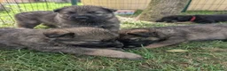 Pastore Tedesco cani in vendita: Cuccioli disponibili di Pastore Tedesco a Provincia di Modena - Annuncio 1