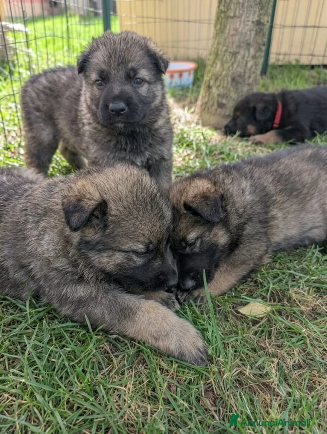 Pastore Tedesco cani in vendita: Cuccioli disponibili di Pastore Tedesco a Provincia di Modena - Annuncio 1