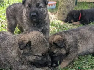 Pastore Tedesco cani Cuccioli disponibili di Pastore Tedesco - Annuncio 1