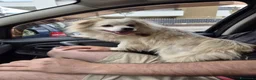 Meticcio cani in regalo: Cooki, un simil volpino giocherellone - Annuncio 6