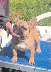 Bulldog Francese cani Bulldog francese maschio da show - Annuncio 10