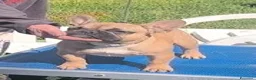 Bulldog Francese cani in vendita: Bulldog francese maschio da show - Annuncio 1