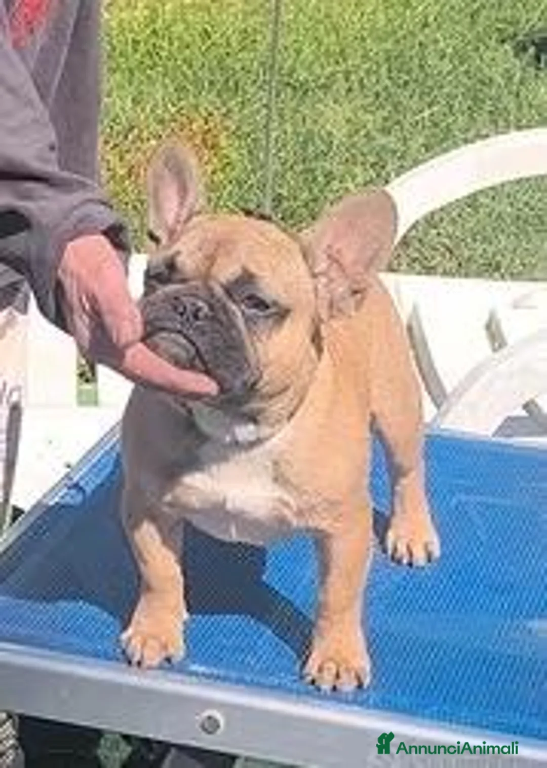 Bulldog Francese cani in vendita: Bulldog francese maschio da show - Annuncio 1