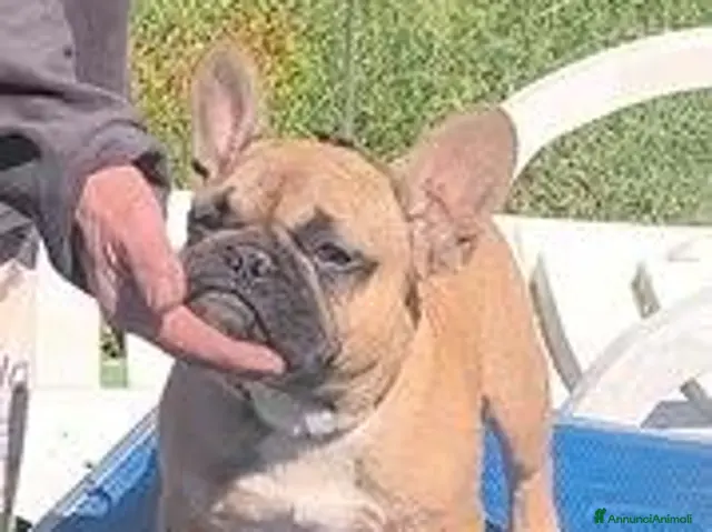 Bulldog Francese cani Bulldog francese maschio da show - Annuncio 24