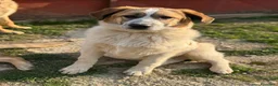 Meticcio cani in regalo: ARONNE, super PASTORINO dalla bontà sconfinata! - Annuncio 7