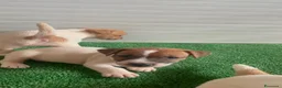 Jack Russell cani in vendita: Jack Russell Cuccioli  - Annuncio 5