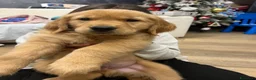 Golden Retriever cani in vendita: Cuccioli di Golden Retriever Americani 100% - Annuncio 3