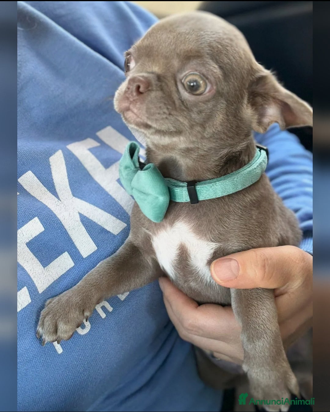 Chihuahua cani in vendita: Chihuahua lilac - Annuncio 3