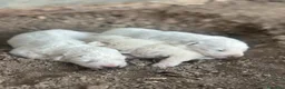 Pastore Abbruzzese Maremmano cani in vendita: Cuccioli maschi di pastore abruzzese - Annuncio 11
