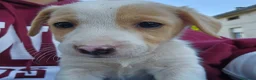 Meticcio cani in vendita: 4 cuccioline a Provincia di Chieti - Annuncio 11
