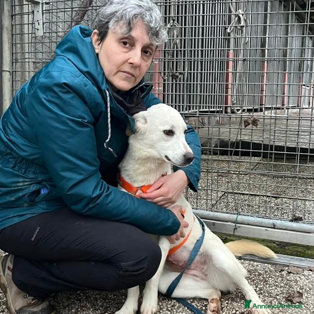 Meticcio cani in regalo: CHERRY, cucciolona vivace e socievole - Annuncio 4