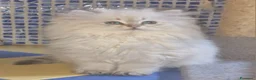 British gatti in vendita: British longhair Golden Point - Annuncio 7