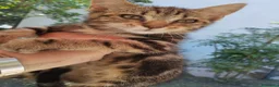 Europeo gatti in regalo: Piccola terry - Annuncio 4