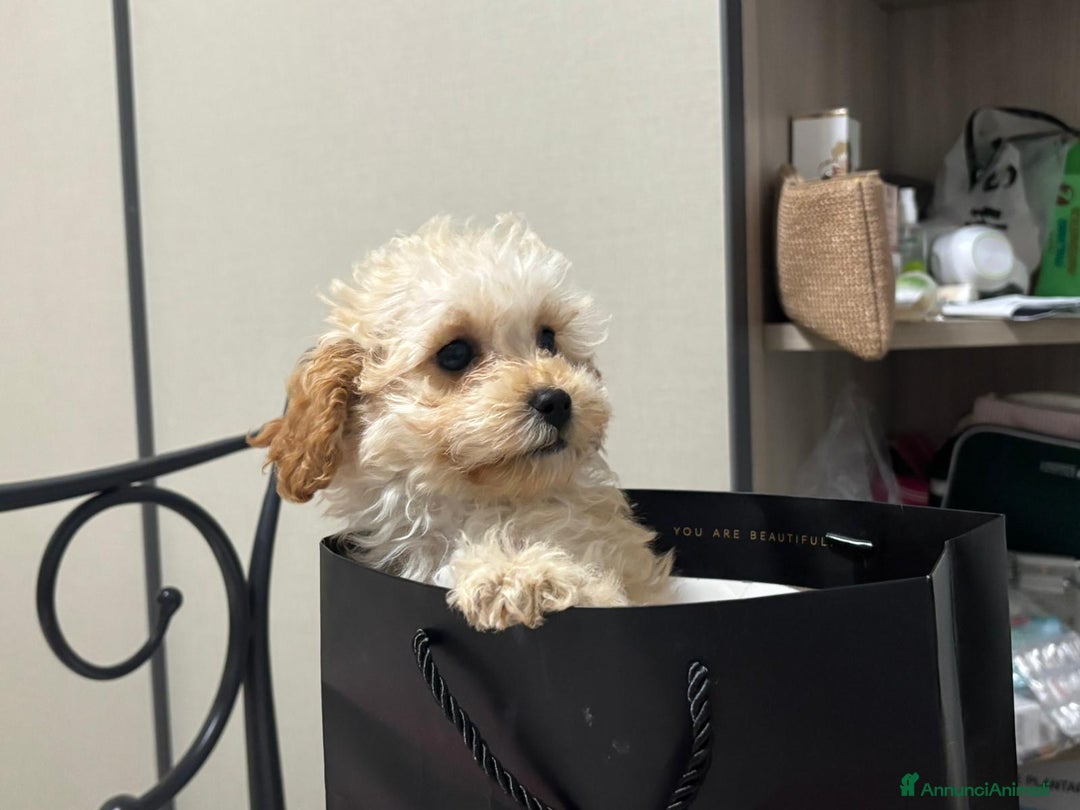 Barboncino Toy cani in vendita: Barboncina toy - Annuncio 7